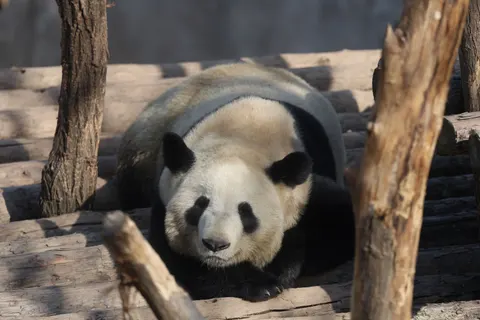 Panda 4K Wallpaper · animals · 3840×2560
