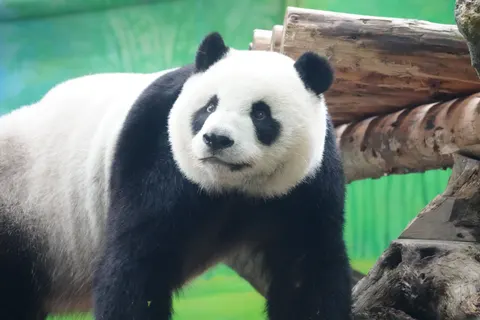 Panda 4K Duvar Kağıdı · animals · 3840×2560