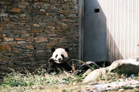 Panda 4K Wallpaper · animals · 3840×2560