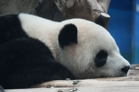 पांडा 4K वॉलपेपर · animals · 3840×2560