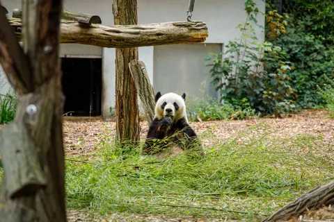 Panda 4K Wallpaper · animals · 3840×2560