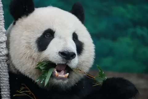 Wallpaper Panda 4K · animals · 3840×2560