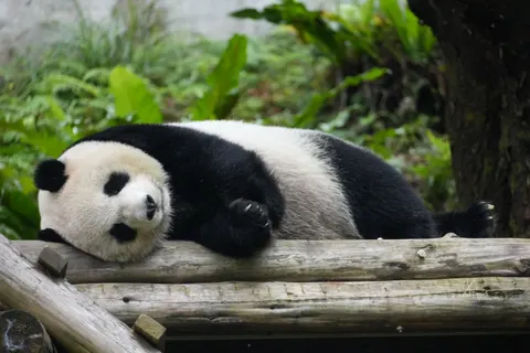 पांडा 4K वॉलपेपर · animals · 3840×2560