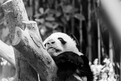 Panda 4K Hintergrundbild · animals · 3840×2560