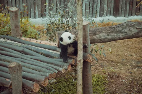 Sfondo Panda 4K · animals · 3840×2560