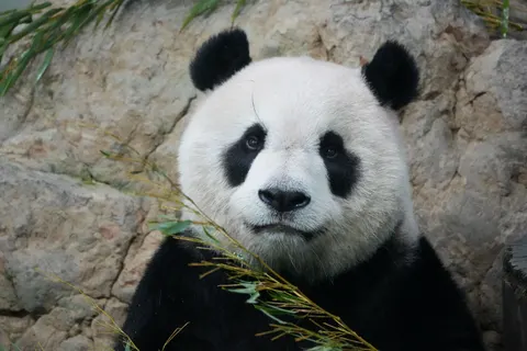 Panda 4K Wallpaper · animals · 3840×2560