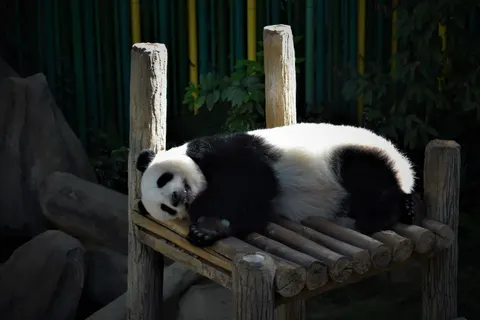 Panda 4K Wallpaper · animals · 3840×2560