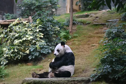 Panda 4K Wallpaper · animals · 3840×2555