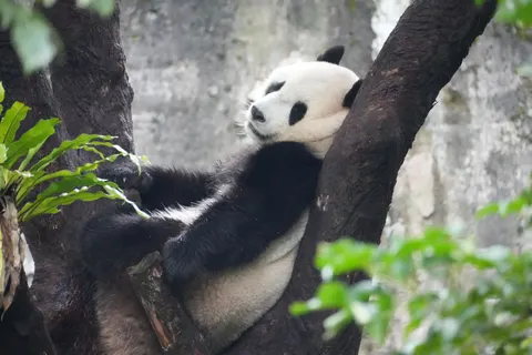Panda 4K Wallpaper · animals · 3840×2560
