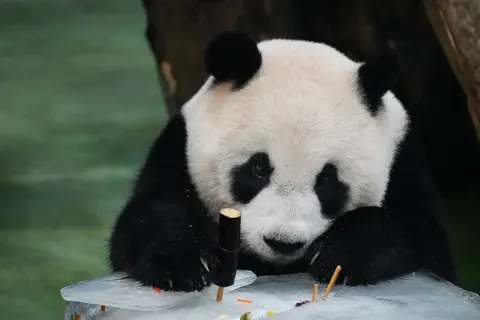 Wallpaper Panda 4K · animals · 3840×2560