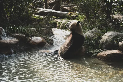 Panda 4K Wallpaper · animals · 3840×2560