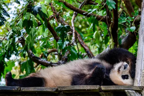 Panda 4K Wallpaper · animals · 3840×2562