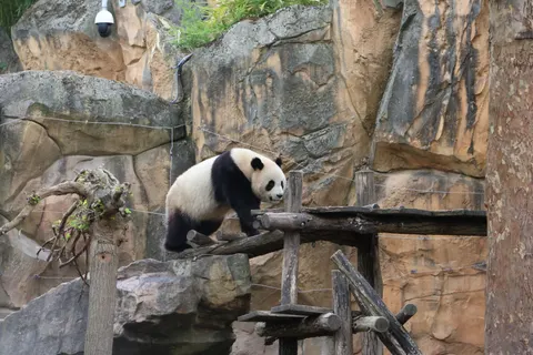 Panda 4K Wallpaper · animals · 3840×2560