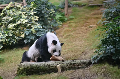 Panda 4K Wallpaper · animals · 3840×2555
