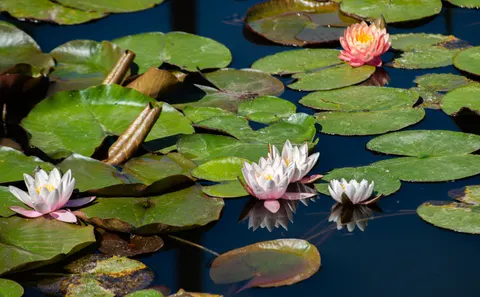 수련 4K 배경화면 · flowers · 3840×2378