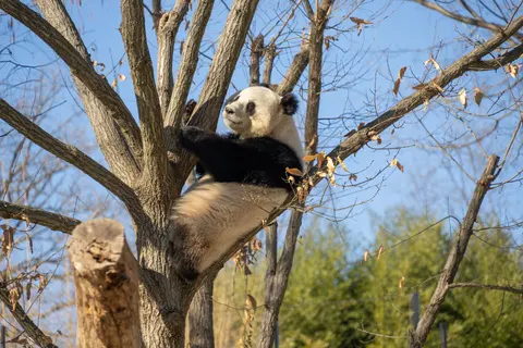 Panda 4K Wallpaper · animals · 3840×2560