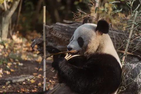 Panda 4K Wallpaper · animals · 3840×2561