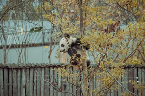 Wallpaper Panda 4K · animals · 3840×2560