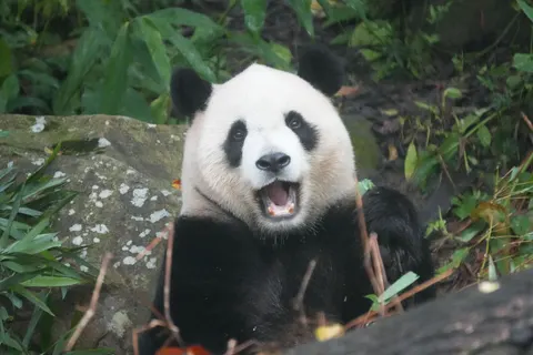 Panda 4K Wallpaper · animals · 3840×2560