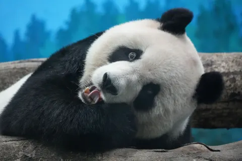 Tapeta Panda 4K · animals · 3840×2560