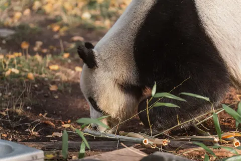パンダ 4K壁紙 · animals · 3840×2561