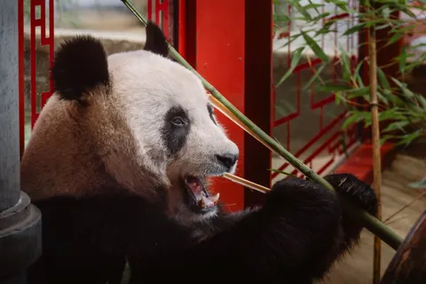 Sfondo Panda 4K · animals · 3840×2561