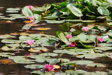 والپیپر نیلوفر آبی با کیفیت 4K · flowers · 3840×2560