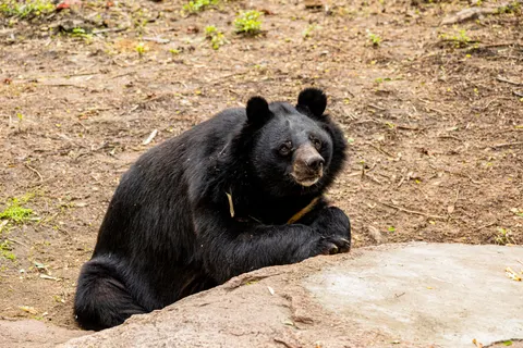 पांडा 4K वॉलपेपर · animals · 3840×2560