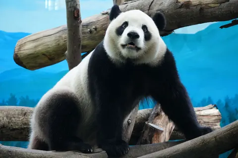 والپیپر پاندا با کیفیت 4K · animals · 3840×2560