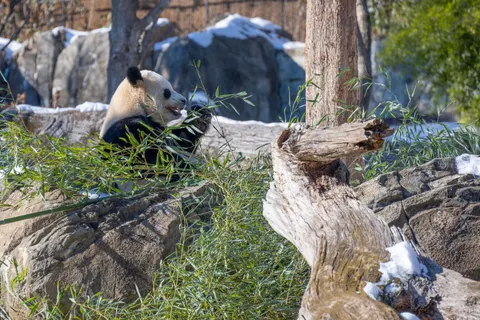 Panda 4K Hintergrundbild · animals · 3840×2560