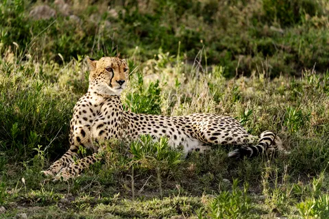 Leopard 4K Wallpaper · animals · 3840×2560