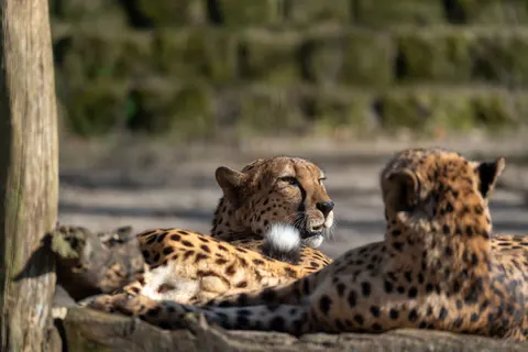 Leopard 4K Wallpaper · animals · 3840×2560