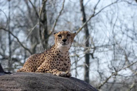 Leopard 4K Hintergrundbild · animals · 3840×2560