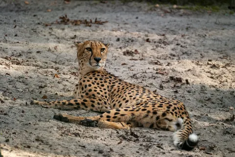 Leopard 4K Wallpaper · animals · 3840×2560