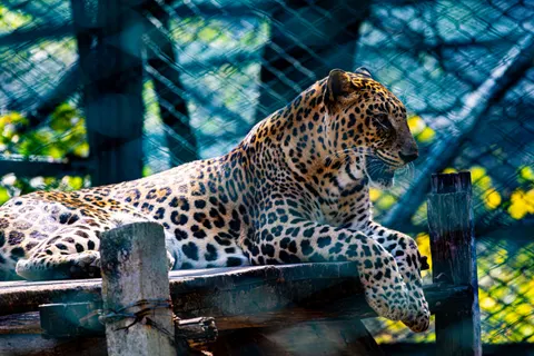 Leopard 4K Wallpaper · animals · 3840×2560