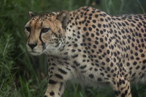 Leopard 4K Wallpaper · animals · 3840×2561