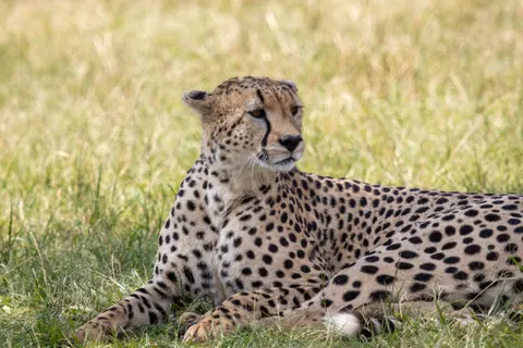 Leopard 4K Wallpaper · animals · 3840×2560