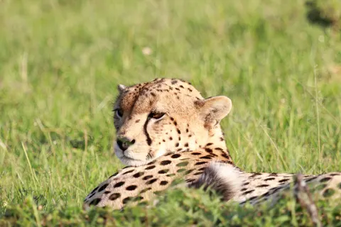 Leopard 4K Wallpaper · animals · 3840×2560