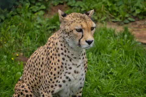 Fondo de pantalla Leopardo 4K · animals · 3840×2560