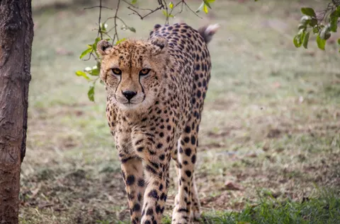 Leopard 4K Wallpaper · animals · 3840×2535