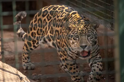 Leopard 4K Wallpaper · animals · 3840×2561