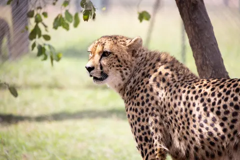 خلفية فهد بدقة 4K · animals · 3840×2561