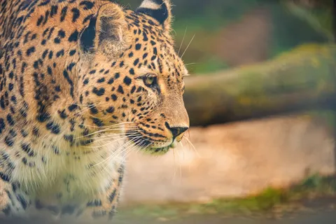 Leopard 4K Wallpaper · animals · 3840×2560
