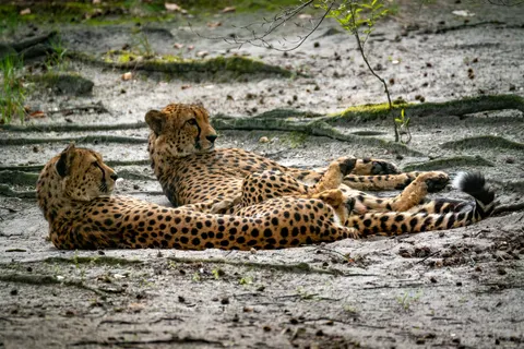 Leopard 4K Wallpaper · animals · 3840×2560
