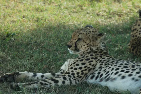 Leopard 4K Wallpaper · animals · 3840×2561