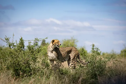 Leopard 4K Wallpaper · animals · 3840×2561