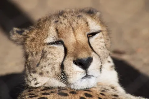 Leopard 4K Wallpaper · animals · 3840×2560