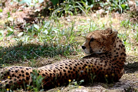 خلفية فهد بدقة 4K · animals · 3840×2560