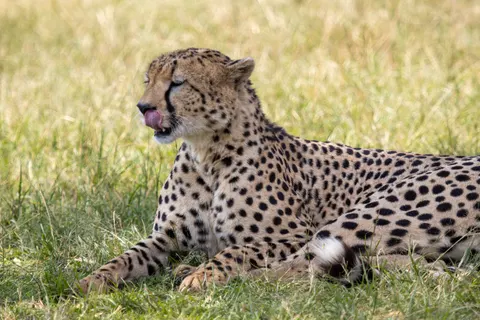 Leopard 4K Hintergrundbild · animals · 3840×2560