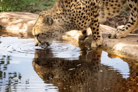 तेंदुआ 4K वॉलपेपर · animals · 3840×2561